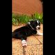 Cutest Puppy With Swimmer Puppy Syndrome Learns To Walk | Bondi Vet #shorts