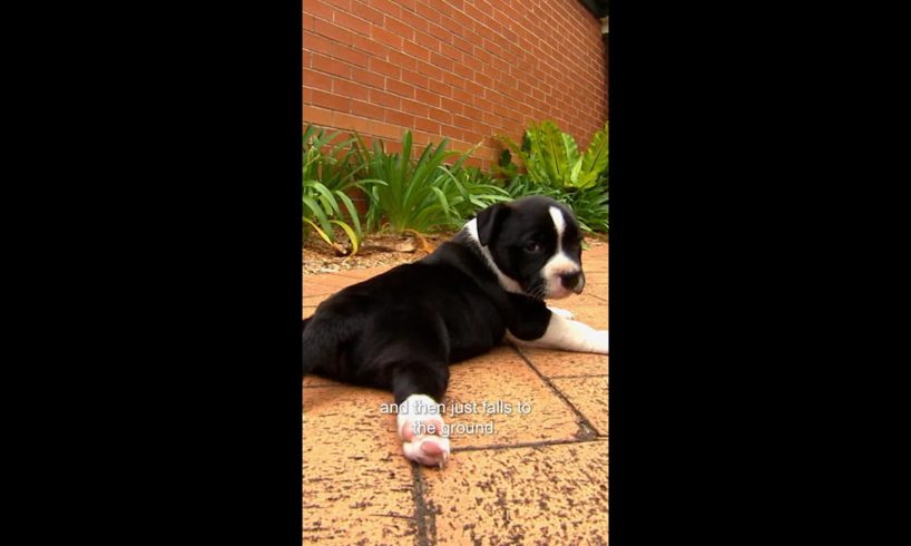 Cutest Puppy With Swimmer Puppy Syndrome Learns To Walk | Bondi Vet #shorts