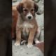 Cutest Puppy Yawns 🐶🥺🥺😍 #puppy #puppies #pets #animals #cute