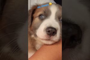 Cutest Puppy #trending #foryou #viral #shortsvideo #love #dog #puppy #popular #animals #cute #tiktok