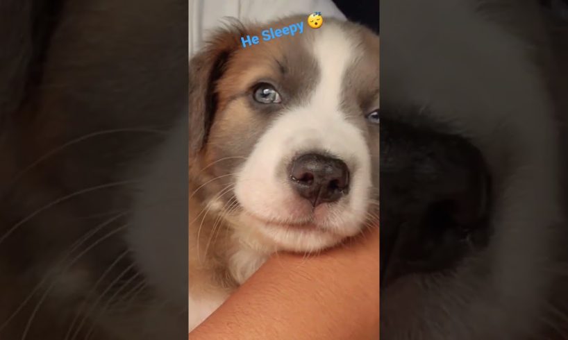 Cutest Puppy #trending #foryou #viral #shortsvideo #love #dog #puppy #popular #animals #cute #tiktok