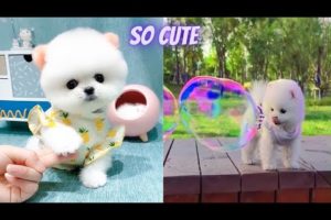 Cutest & Funniest Baby Pomeranian Puppies in The World🌎 | Cute Puppies Completion #8