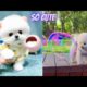 Cutest & Funniest Baby Pomeranian Puppies in The World🌎 | Cute Puppies Completion #8