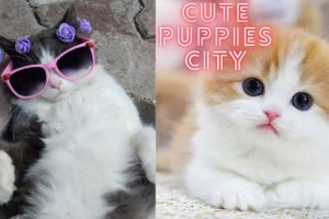 Cutest cats and dogs part 11 -Try Not To Laugh- Cutest Puppies City