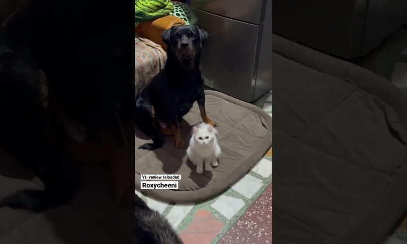 Cutest pets review reloaded | roxycheeni | #short #rottweiler