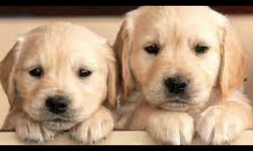 Cutest puppies ever!