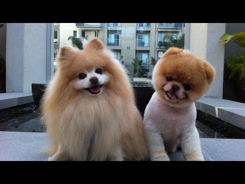 Cutest  puppies in the world