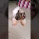 Cutest puppies playing #dog #shorts  #pets