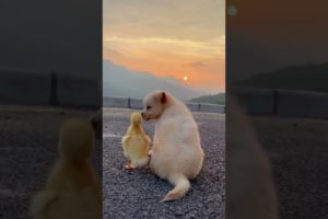 Cutest puppy and duck/lovely video/pets lover