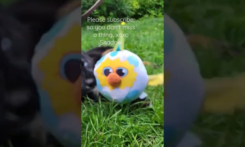 Cutest puppy attacks his toy 💙 #shorts #dog #australianshepherd