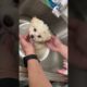 Cutest puppy bath ever! Flashback to my baby doggie. How do you wash your little pups 🐶 ?