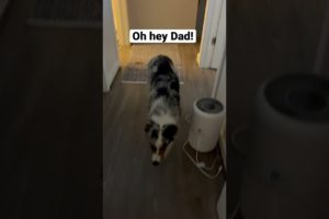 Cutest puppy does some butt wiggles! #shorts