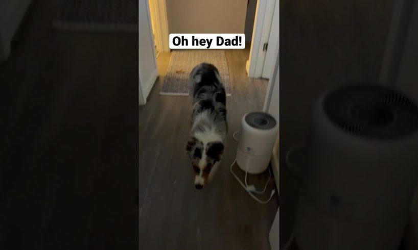 Cutest puppy does some butt wiggles! #shorts