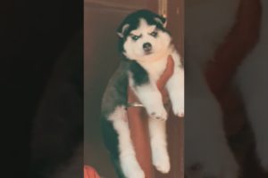 Cutest puppy in India | Siberian Husky shorts | Siberian Husky Puppies | Shorts | Cute puppies short