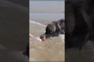 DOG RESCUES LITTLE KID FROM DROWNING 😱#wow #respect #shorts