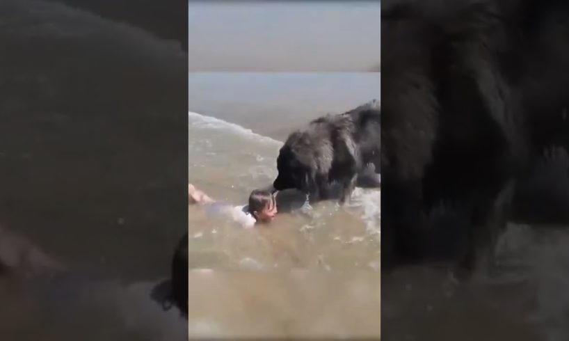 DOG RESCUES LITTLE KID FROM DROWNING 😱#wow #respect #shorts