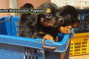 #Daddy&Mommy of Rottweilers Puppies$% ##SHORT#Smilling A Little Cutest Puppies #Happy #Sunshine Day
