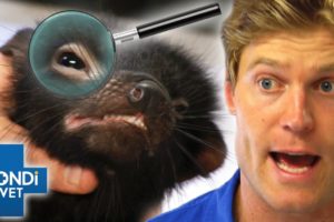 Detective Vets! - Can YOU Solve These True Pet Mysteries?🕵️‍♂️ | Bondi Vet Compilation | Bondi Vet