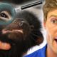 Detective Vets! - Can YOU Solve These True Pet Mysteries?🕵️‍♂️ | Bondi Vet Compilation | Bondi Vet