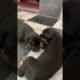 Doberman cute puppies crawling #doberman #puppies  #dog  #pets
