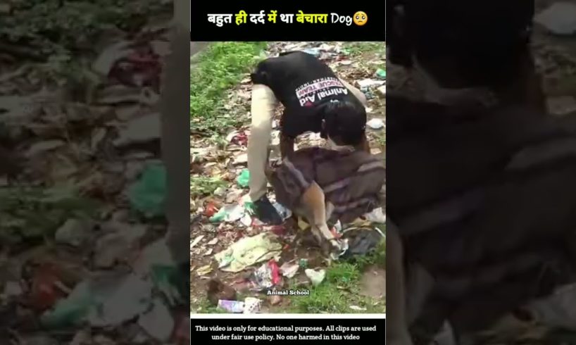 Dog Cruelty 😭🥺Acts of Kindness #animalschool #humanity #shorts