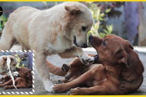 Dog | Dog cry for you | Animal Rescues #ST.SOME