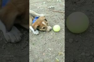 Dog Playing with Ball #dog #dogs #shorts #short #animals #shortvideo #youtubeshorts