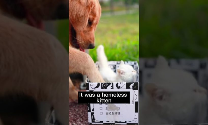 Dog Rescues Cat Abandoned in Corner#shorts