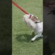 Dog playing with a rope #cute #cuteanimals #fypシ #animals #cutecat #cutedog #shorts