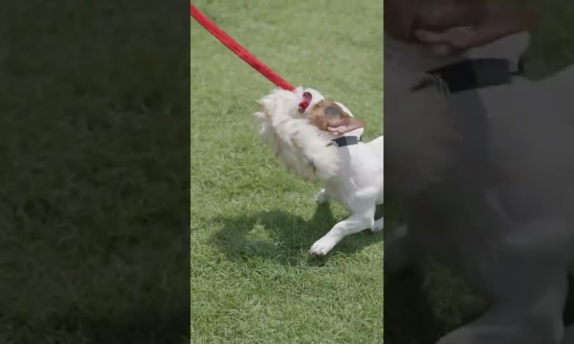 Dog playing with a rope #cute #cuteanimals #fypシ #animals #cutecat #cutedog #shorts
