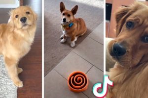 Dogs Doing Funny Things ~ Cutest Puppies TIKTOK Compilation