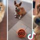 Dogs Doing Funny Things ~ Cutest Puppies TIKTOK Compilation