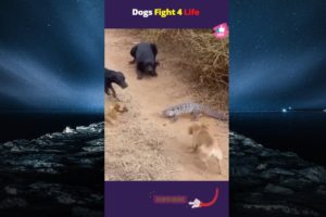 Dogs Fight with Iguana | Animal Fights | પાટલાઘો | ચંદનઘો
