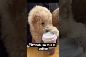 Double Cavoodles’ original cutest puppies video compilation #2