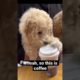 Double Cavoodles’ original cutest puppies video compilation #2