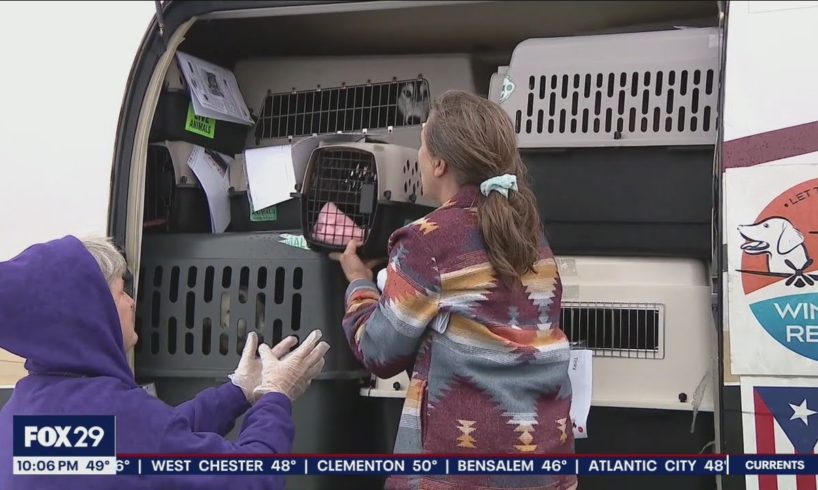 Dozens of shelter animals rescued from Hurricane Ian arrive in Delaware, ready for adoption