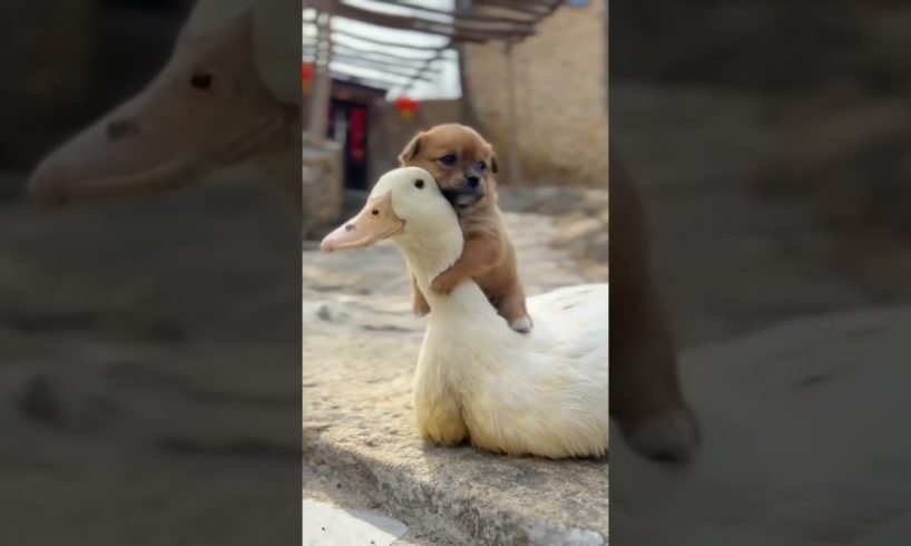 Duck and Dog love. Heating together. #shorts