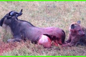 Eaten Alive | 5 Scenes Of Brutally Injured Animals | Animal Fights