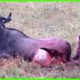 Eaten Alive | 5 Scenes Of Brutally Injured Animals | Animal Fights