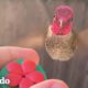 El nuevo mejor amigo de este chico es un colibrí | Corazones Salvajes | El Dodo