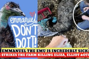 Emmanuel the Emu the Viral tiktok bird is near death door, flue hits Knuckle Bump Farm