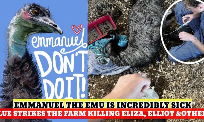 Emmanuel the Emu the Viral tiktok bird is near death door, flue hits Knuckle Bump Farm