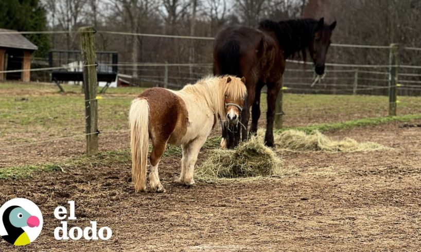 Enorme caballo rescatado encuentra a su mini caballo príncipe azul | Pequeño y Valiente | El Dodo