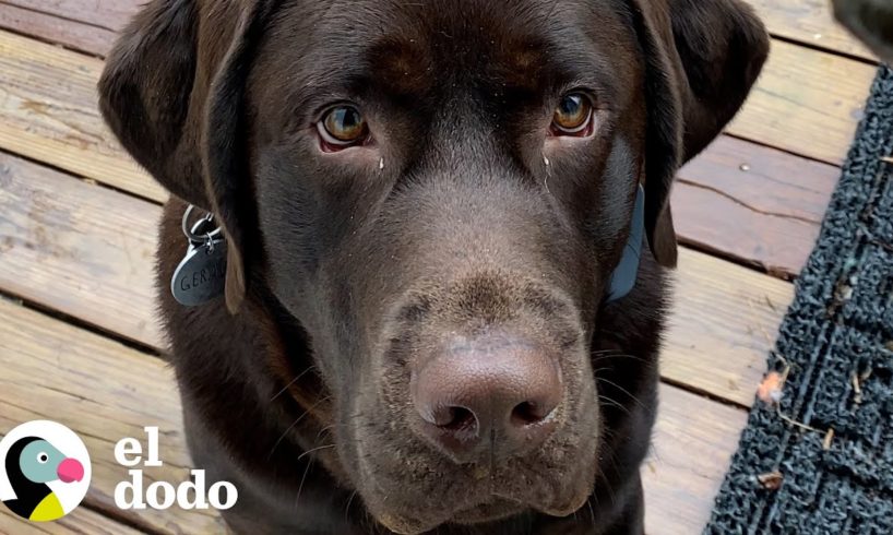 Este perro agarra todos los objetos de la casa en su boca | El Dodo