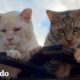 Estos dos gatos salvajes restaurarán tu fe en el amor verdadero | Cat Crazy | El Dodo