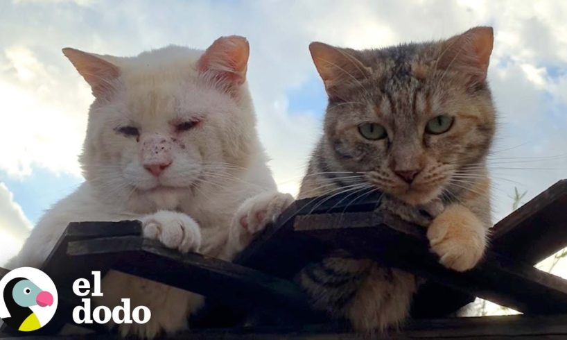 Estos dos gatos salvajes restaurarán tu fe en el amor verdadero | Cat Crazy | El Dodo