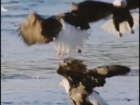 Extreme Animal Fights