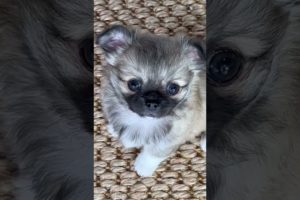 Extreme Babydoll Face Chihuahua Puppy! Cutest puppy you'll ever see! #chihuahua #chihuahuapuppies