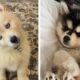 😜FUNNY And CUTE Huski Puppies Will Make You Happy Every Day🐶| Cutest Puppies