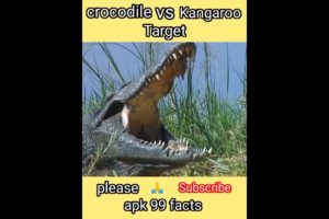 Fact vs Man @-crocodile🐊 France Kangaroo! #shorts Fact vs Man @-crocodile🦘 France .Kangaroo! #shorts